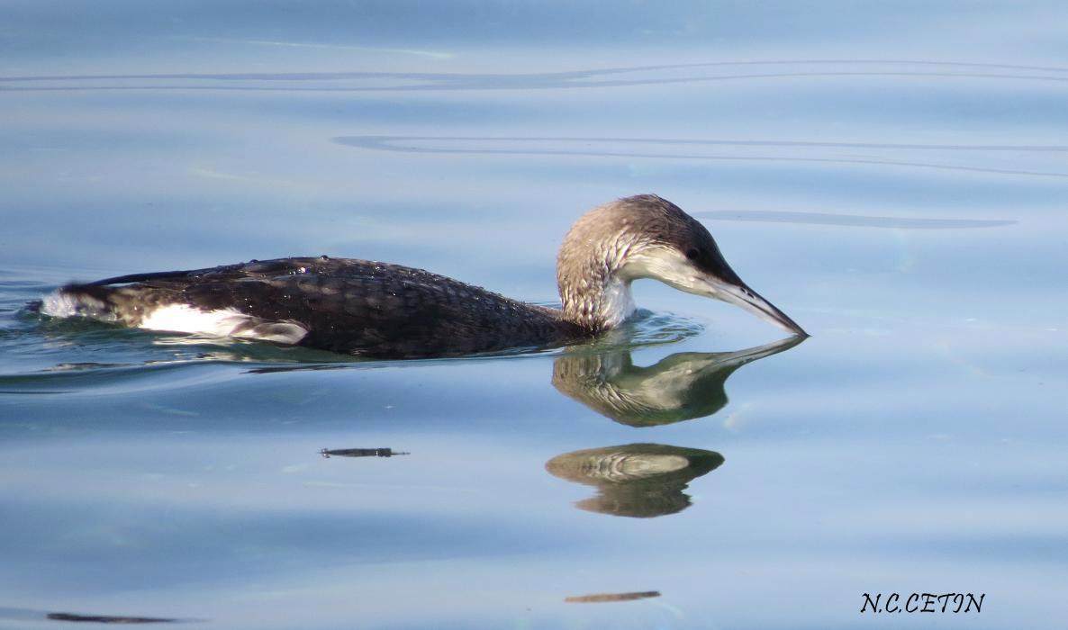 Black-throated Loon