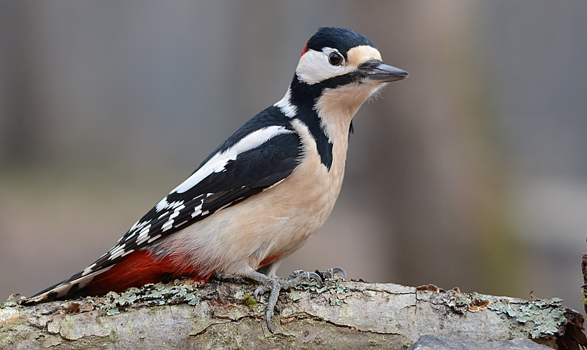 Great Spotted Woodpecker