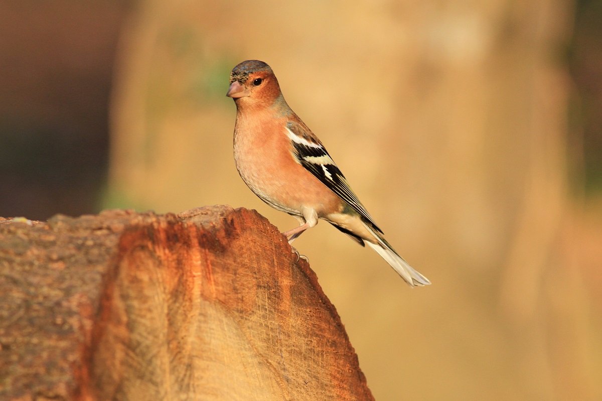 Eurasian Chaffinch