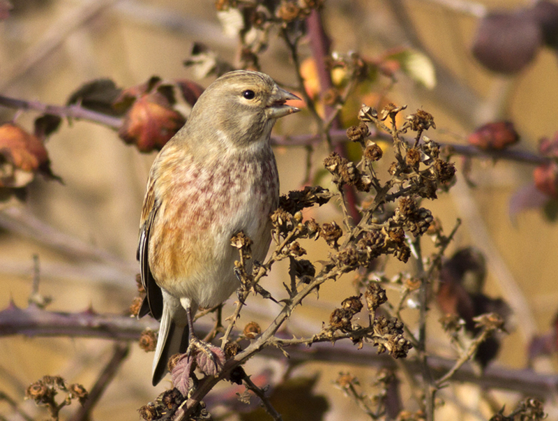 Common Linnet
