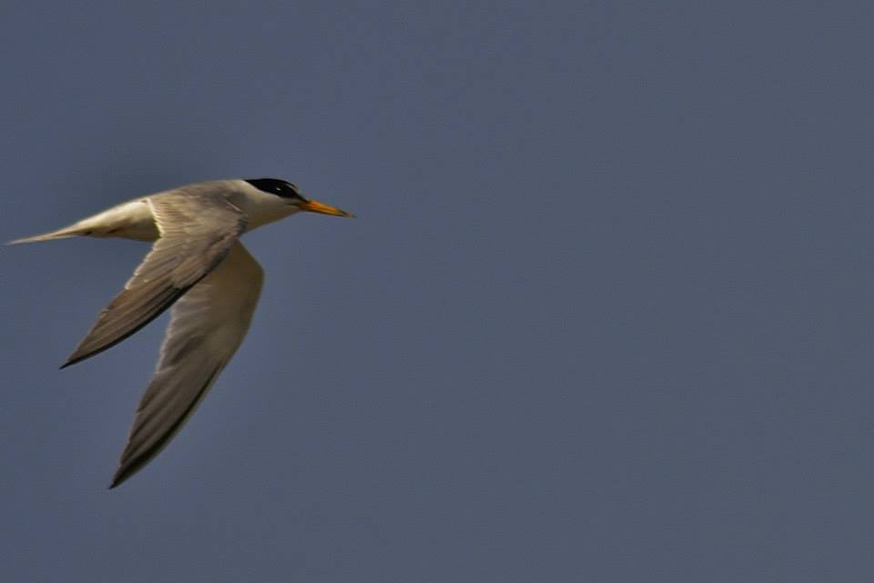 Little Tern
