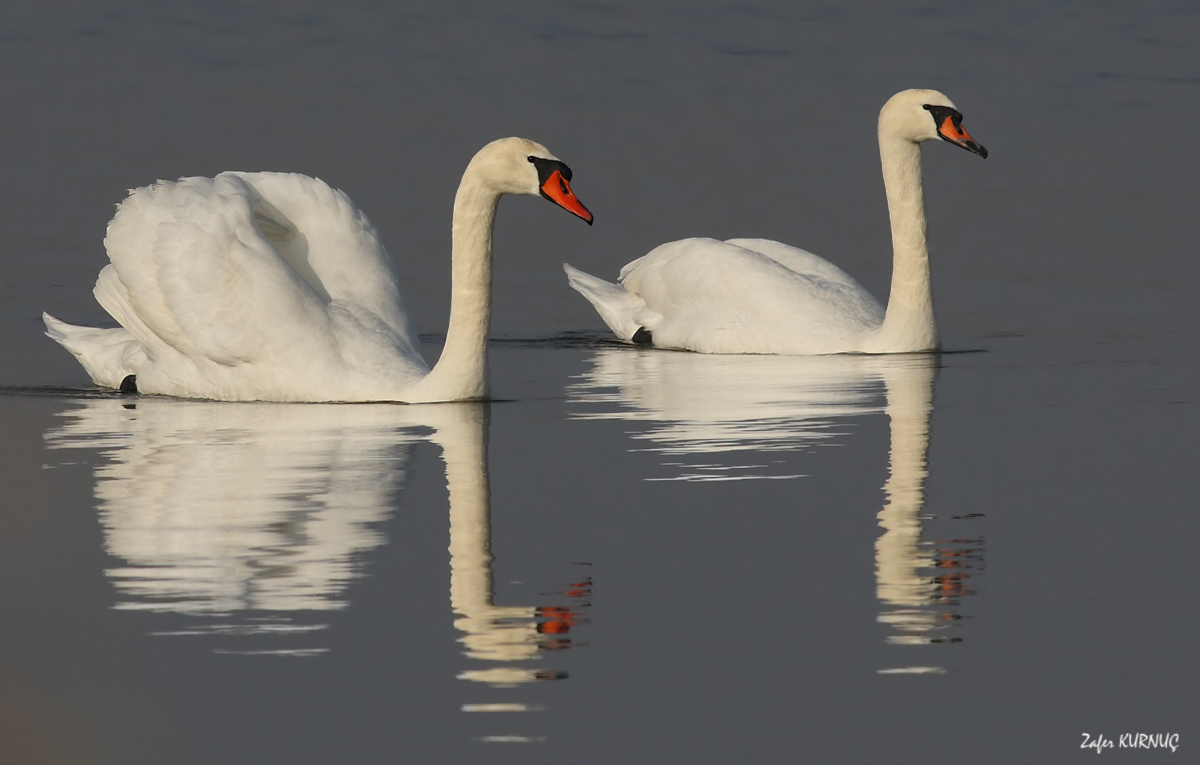 Mute Swan