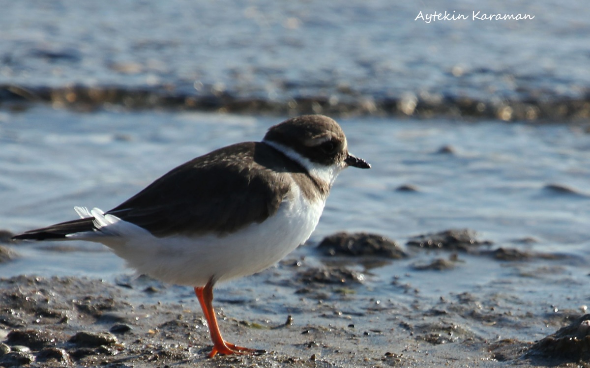 Common Ringed Plover
