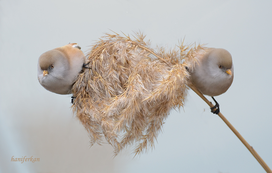 Bearded Reedling