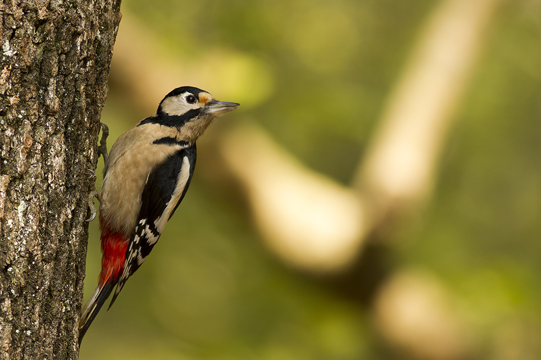 Great Spotted Woodpecker