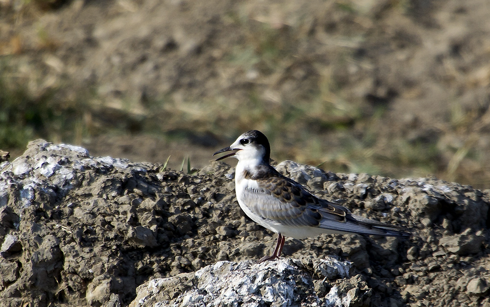 Whiskered Tern