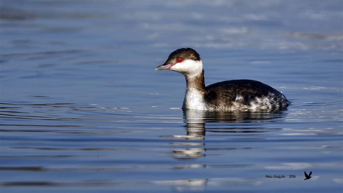 Horned Grebe