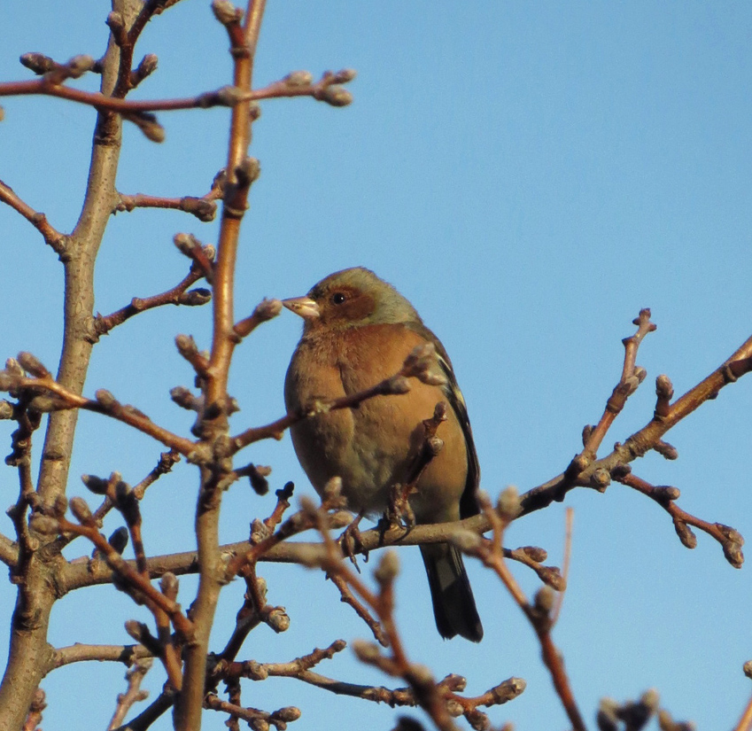 Eurasian Chaffinch