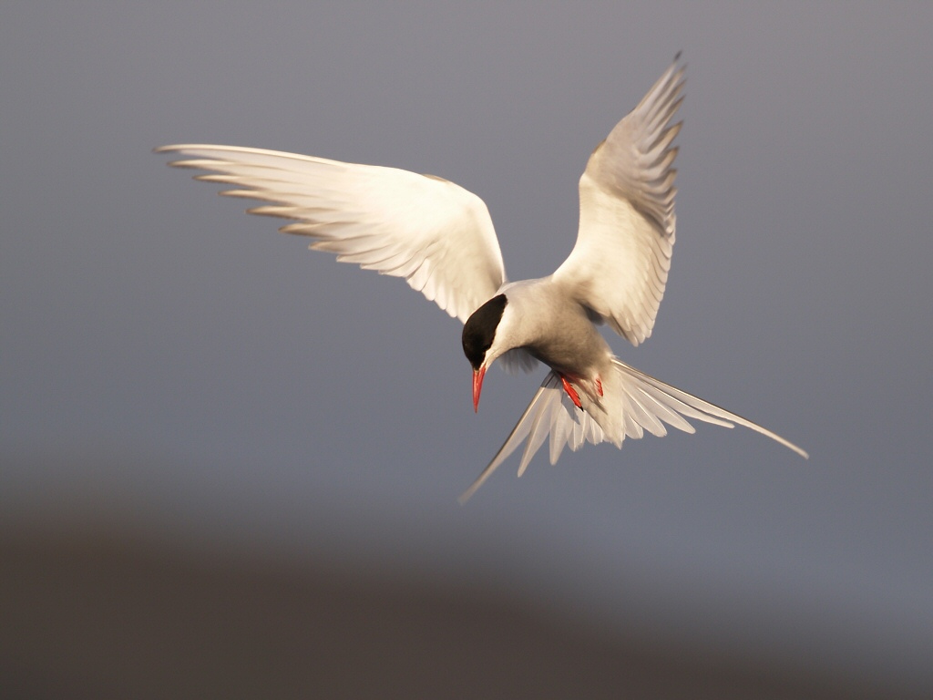 Arctic Tern