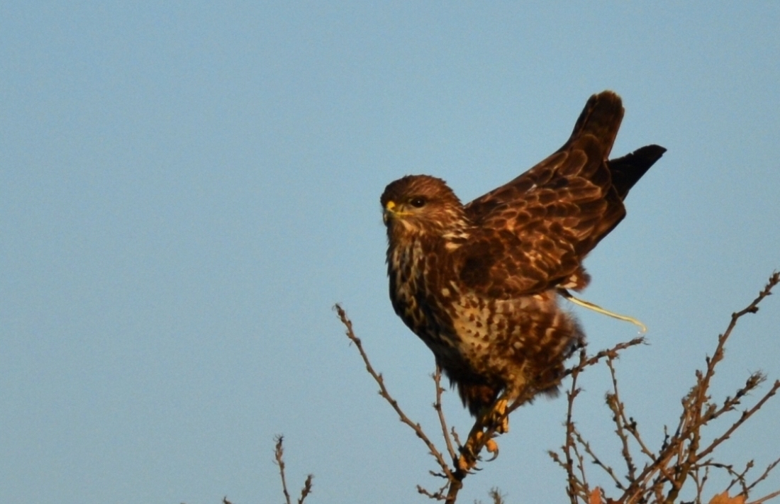 Common Buzzard