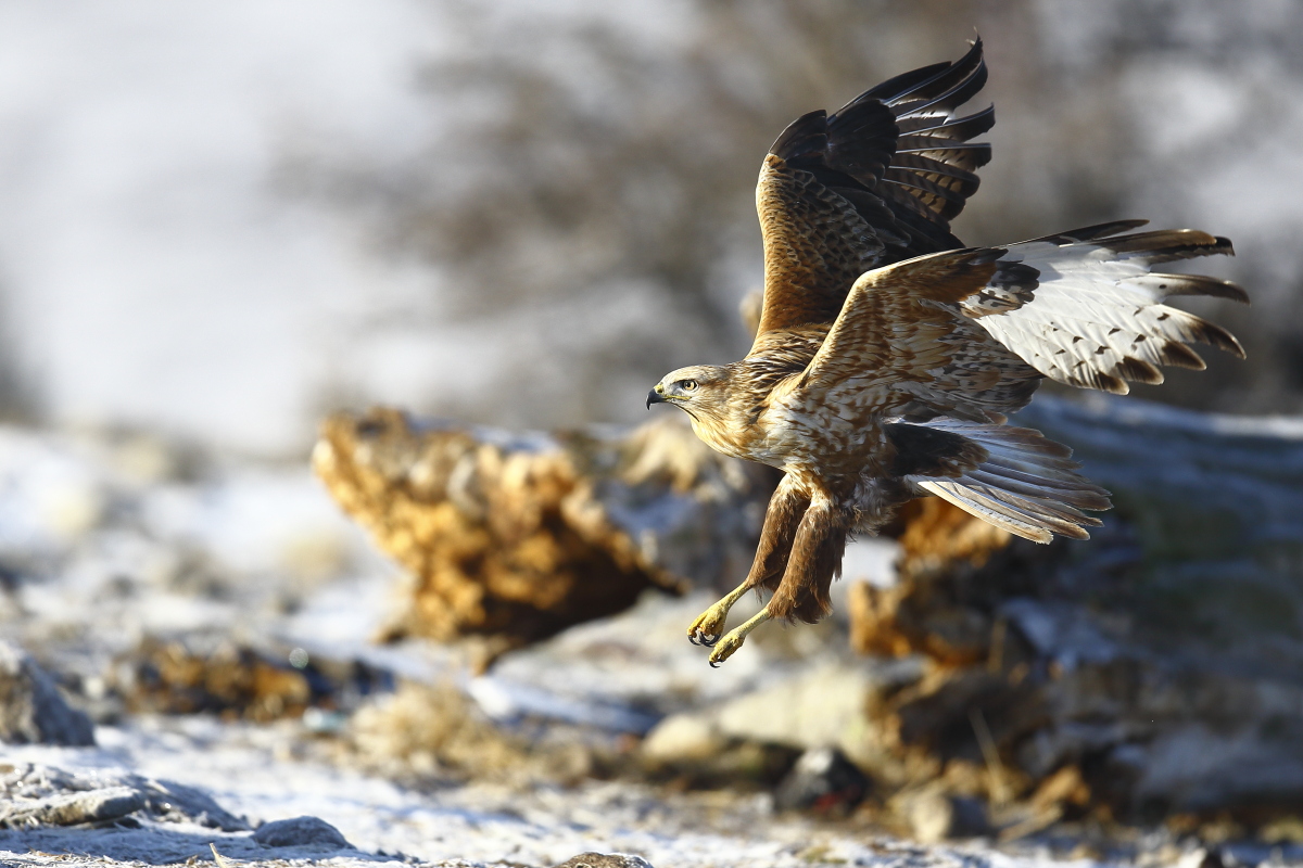 Long-legged Buzzard