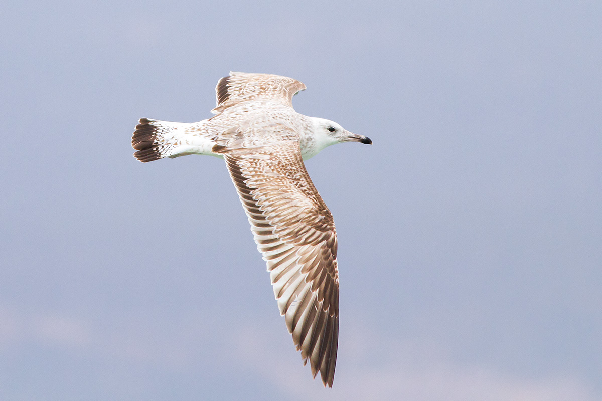 Caspian Gull