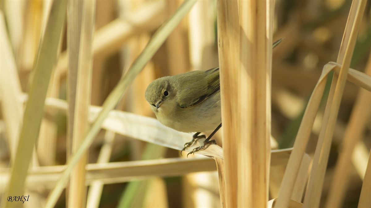 Common Chiffchaff