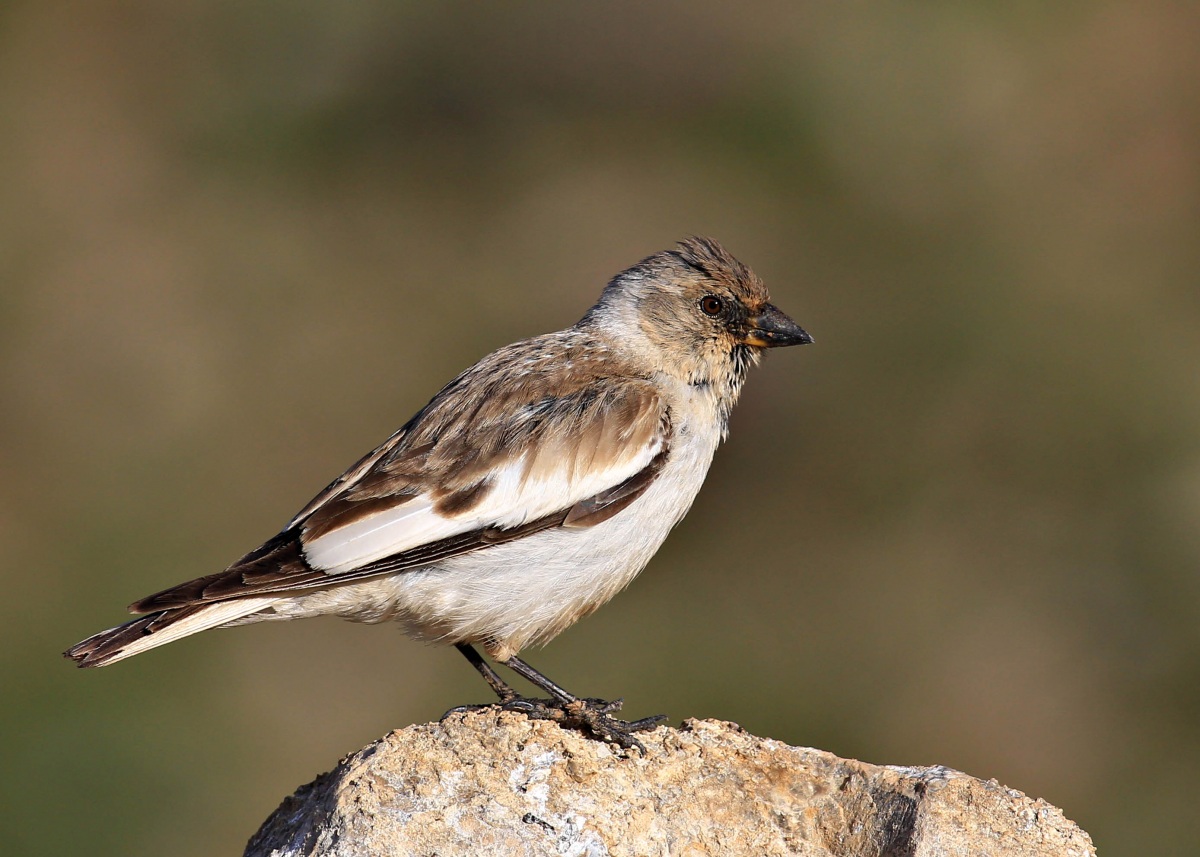 White-winged Snowfinch