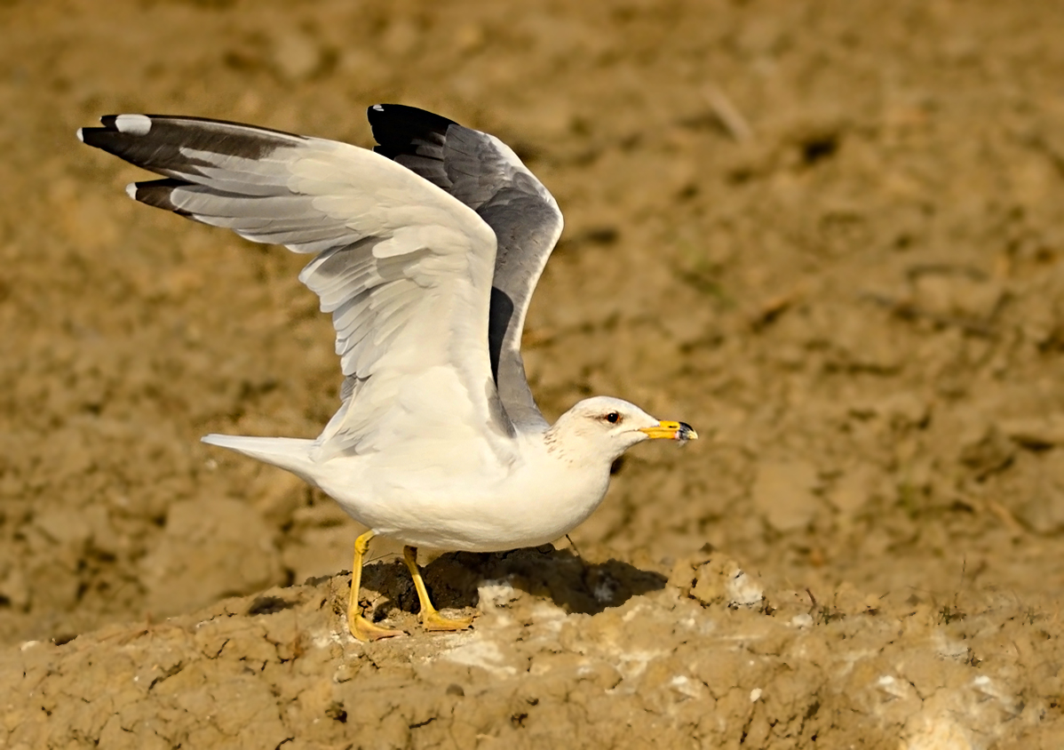 Armenian Gull