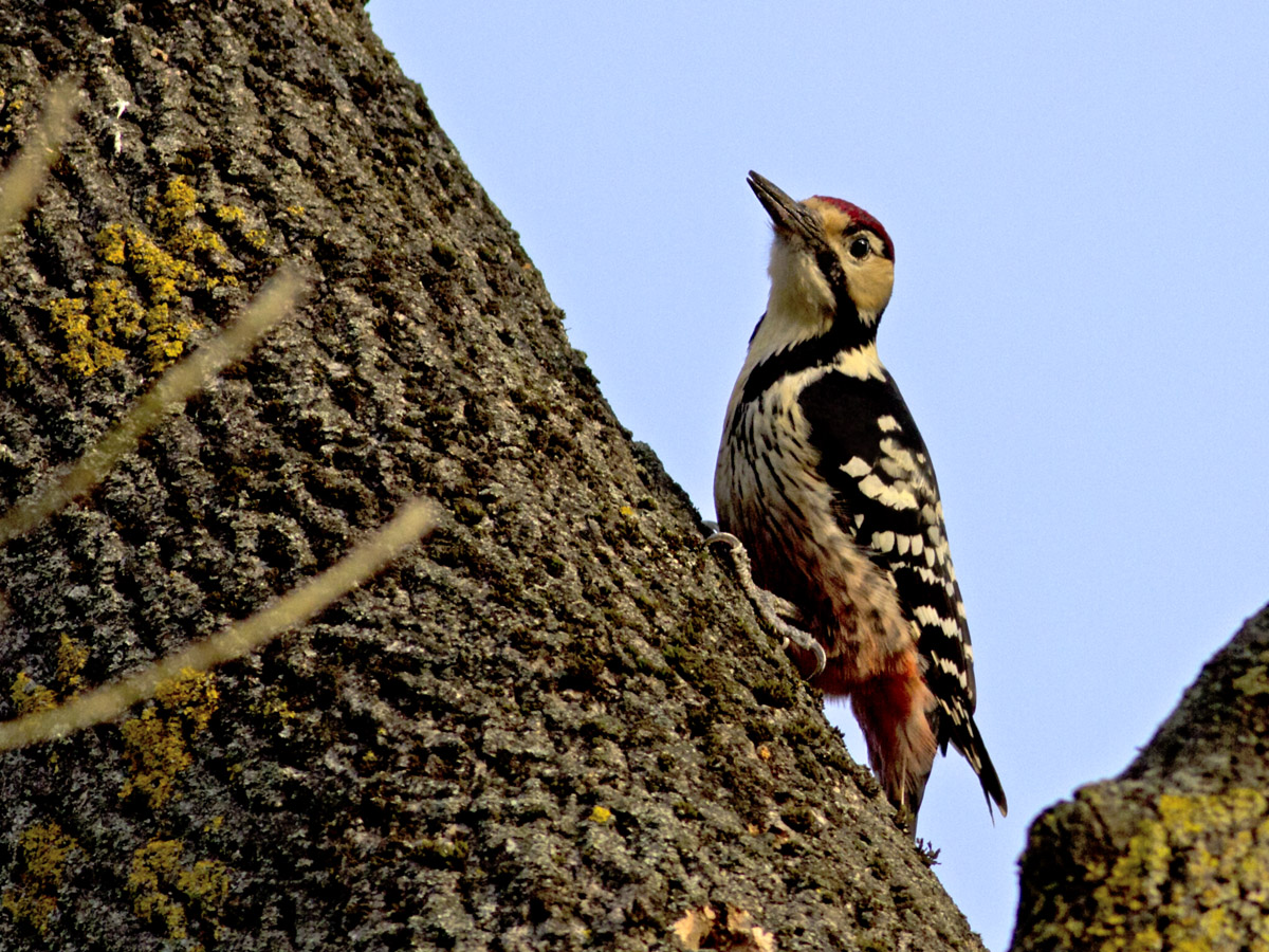 White-backed Woodpecker