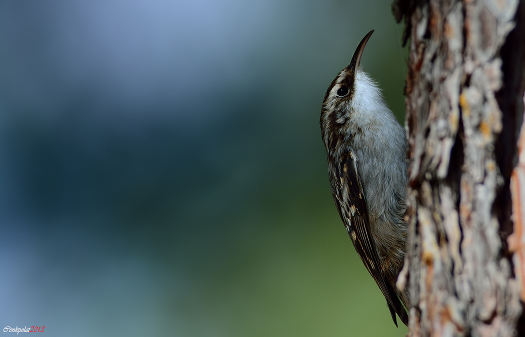 Short-toed Treecreeper