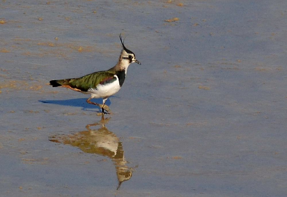Northern Lapwing