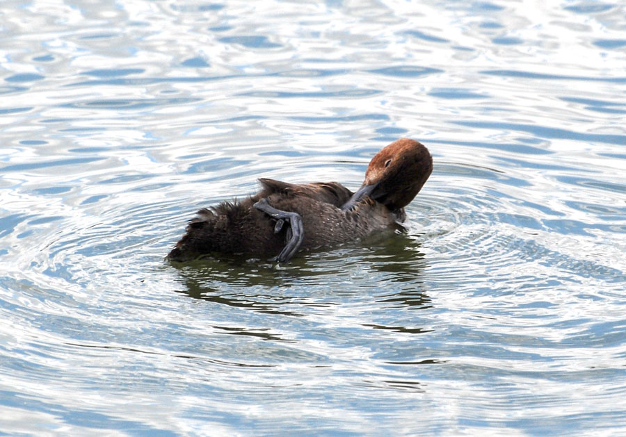 Common Pochard