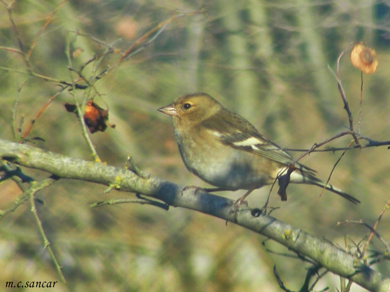 Eurasian Chaffinch