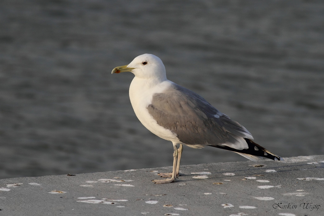 Caspian Gull