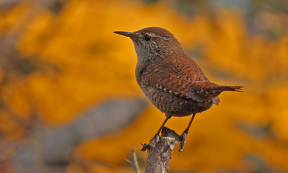Eurasian Wren