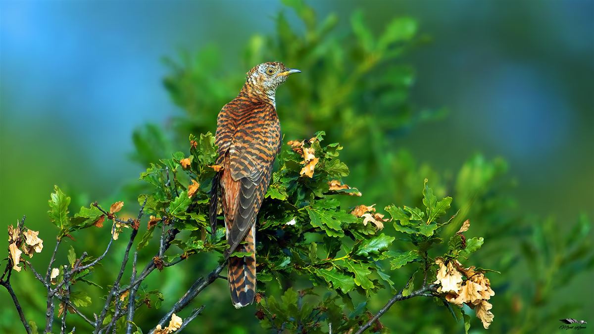 Common Cuckoo