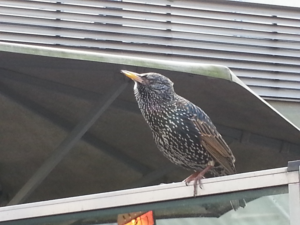 Common Starling