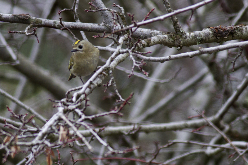 Goldcrest