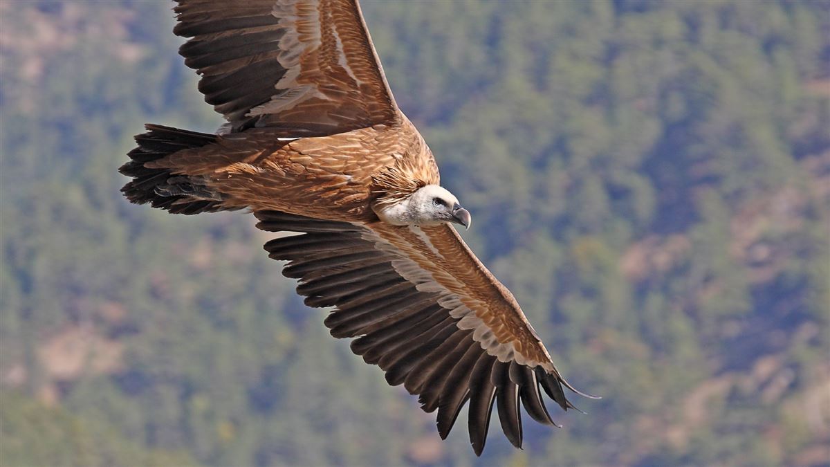 Griffon Vulture