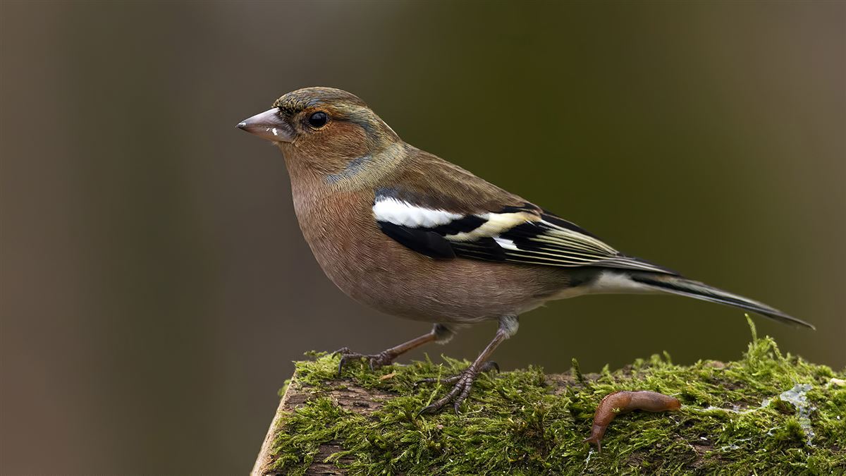 Eurasian Chaffinch