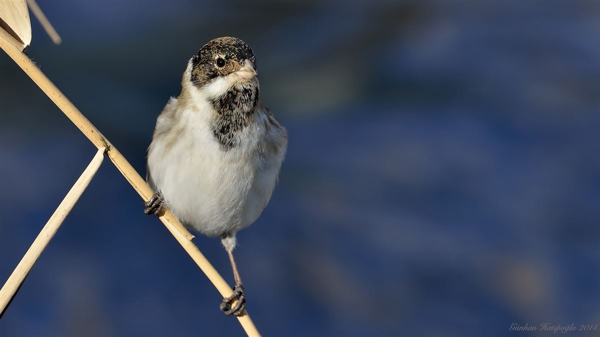 Common Reed Bunting