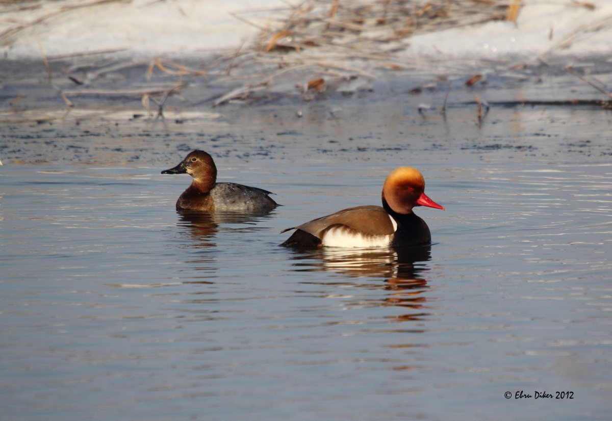 Red-crested Pochard