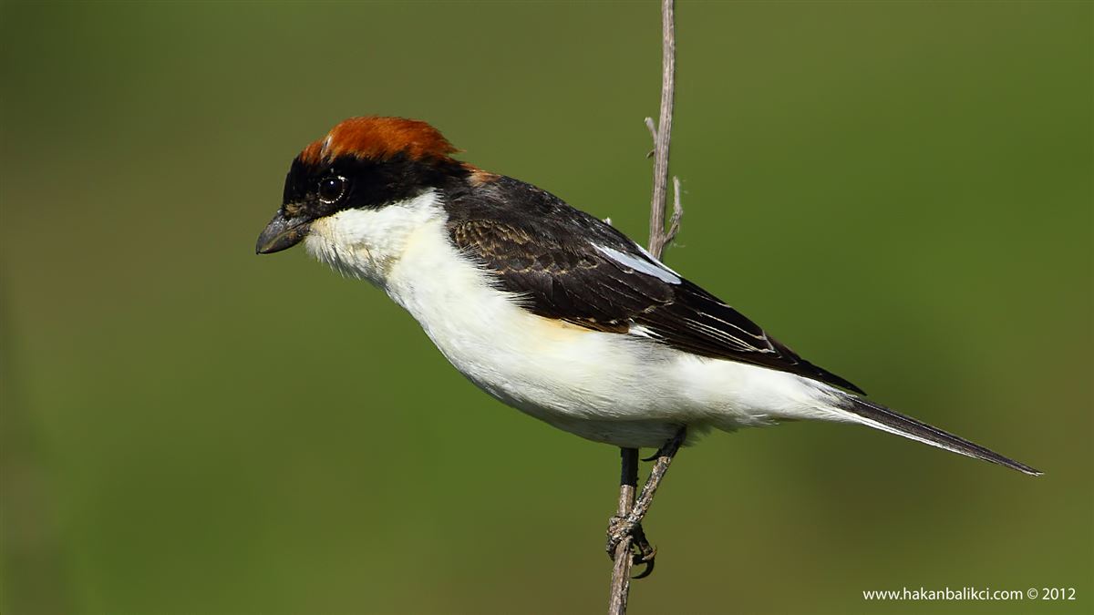 Woodchat Shrike