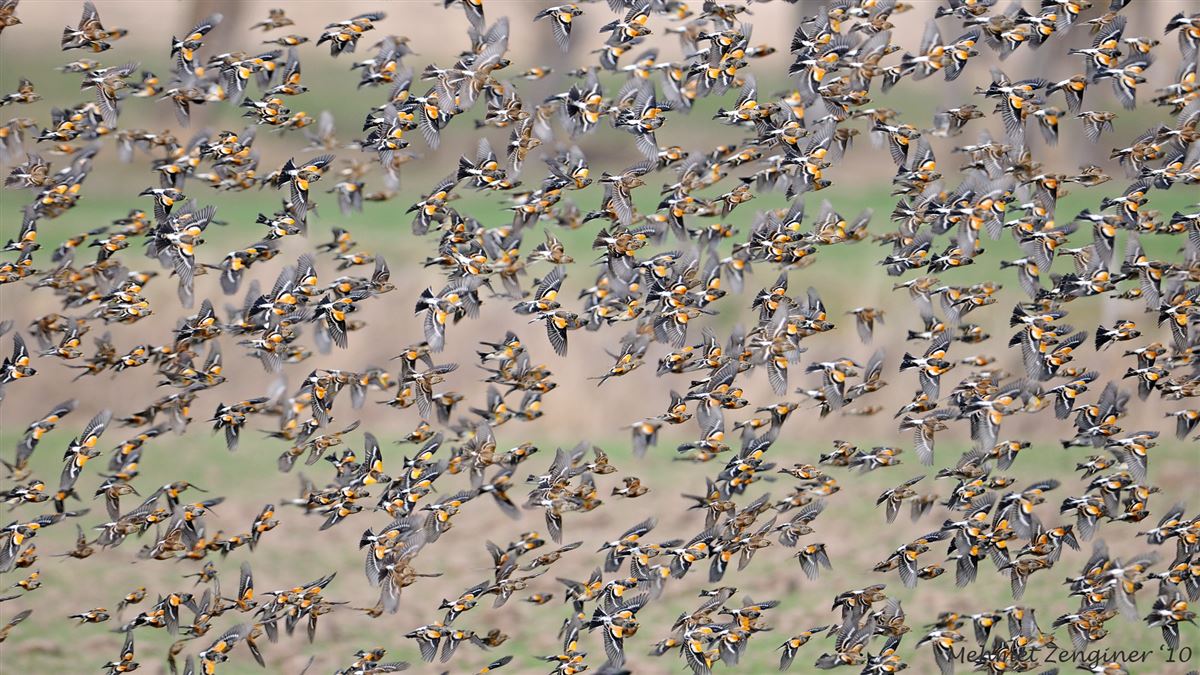 Brambling