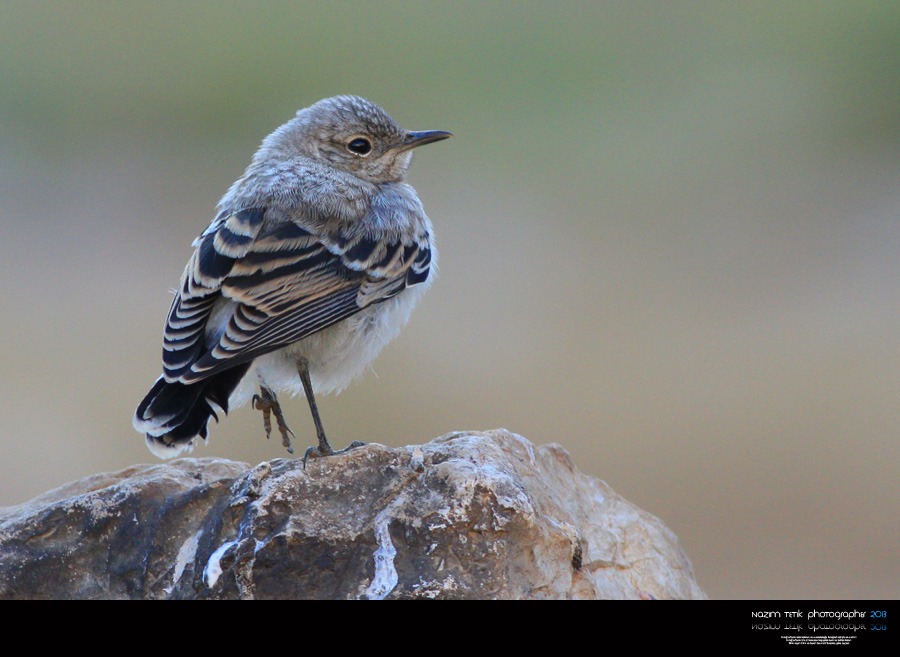 Northern Wheatear
