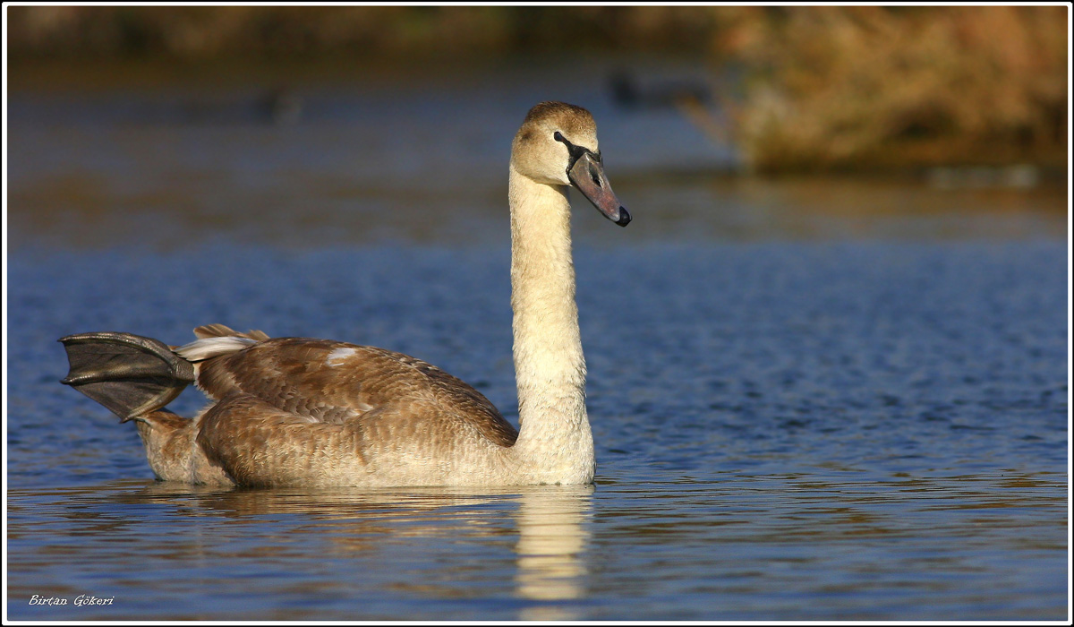 Mute Swan