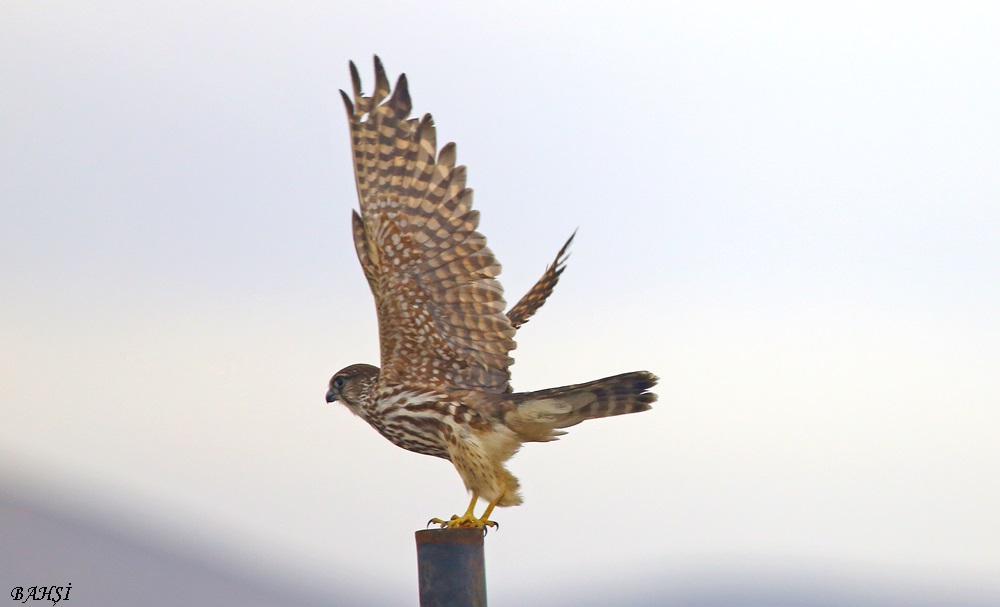 Merlin