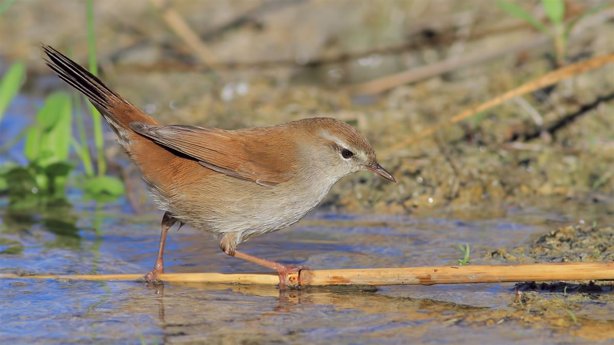 Cetti`s Warbler
