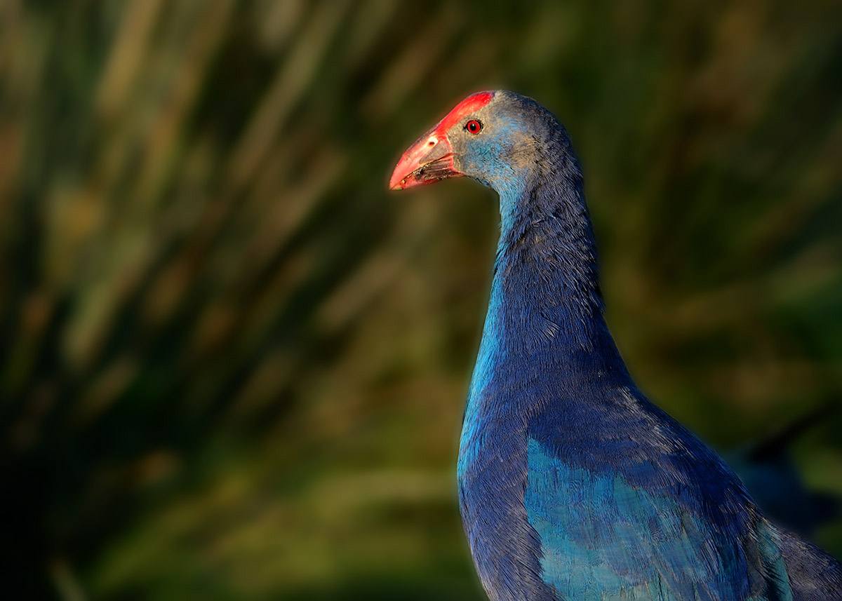 Grey-headed Swamphen