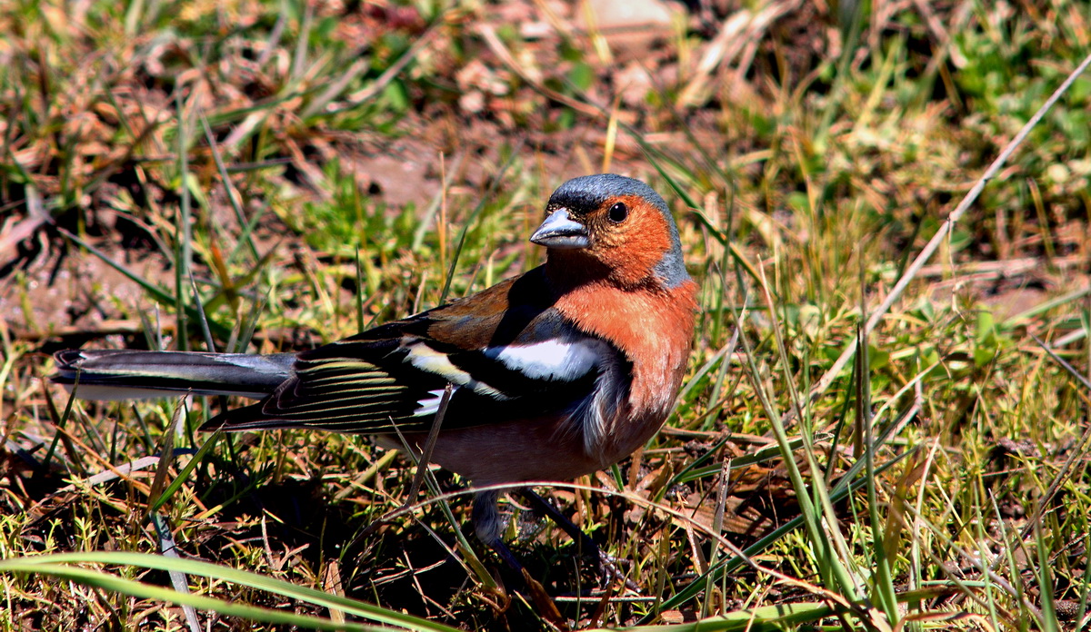 Eurasian Chaffinch