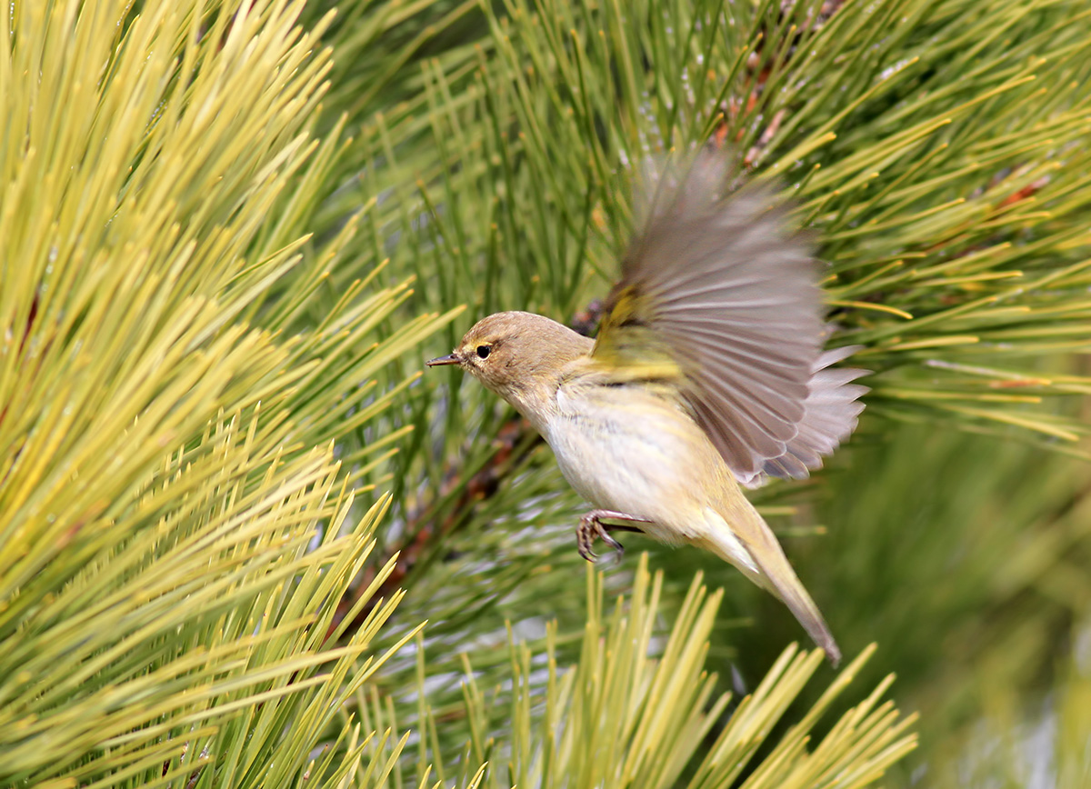 Common Chiffchaff