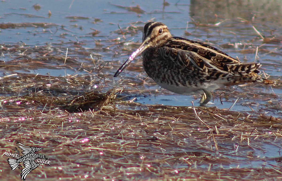 Common Snipe