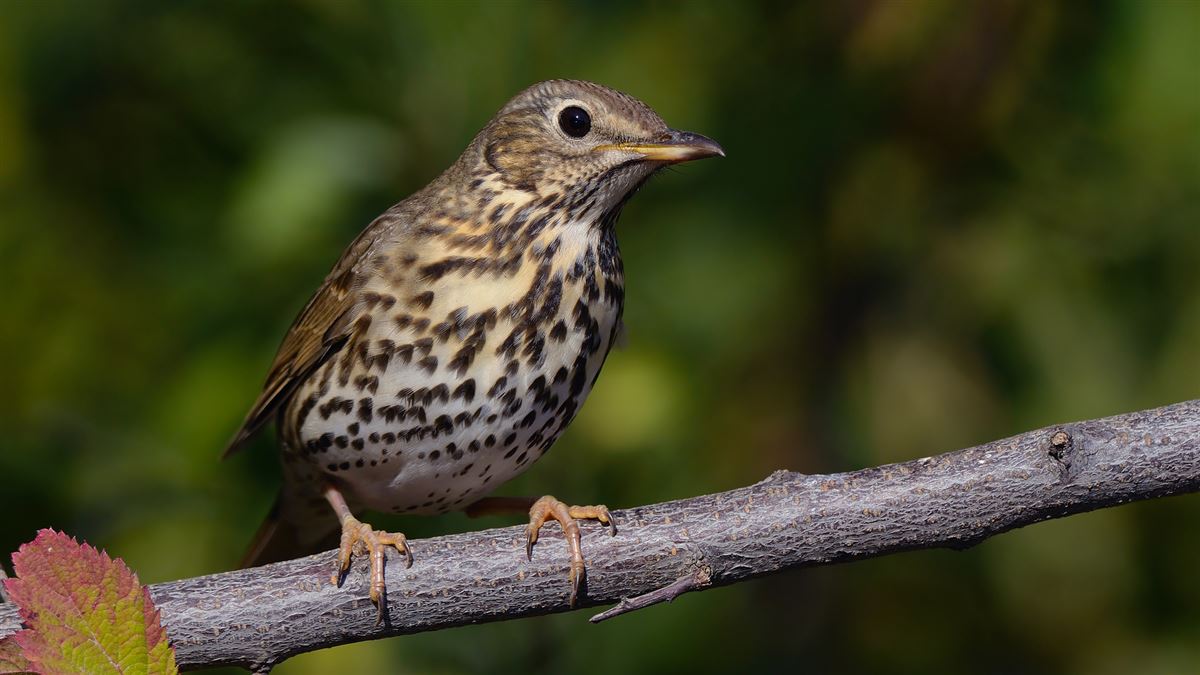 Song Thrush