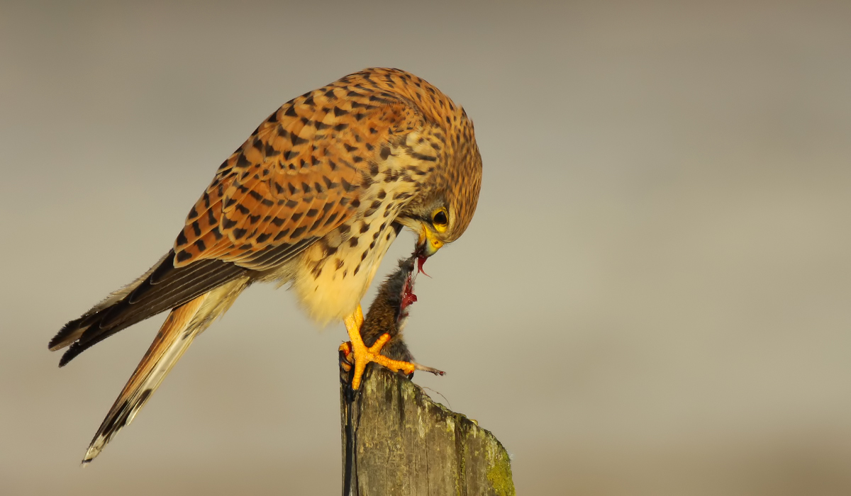 Common Kestrel