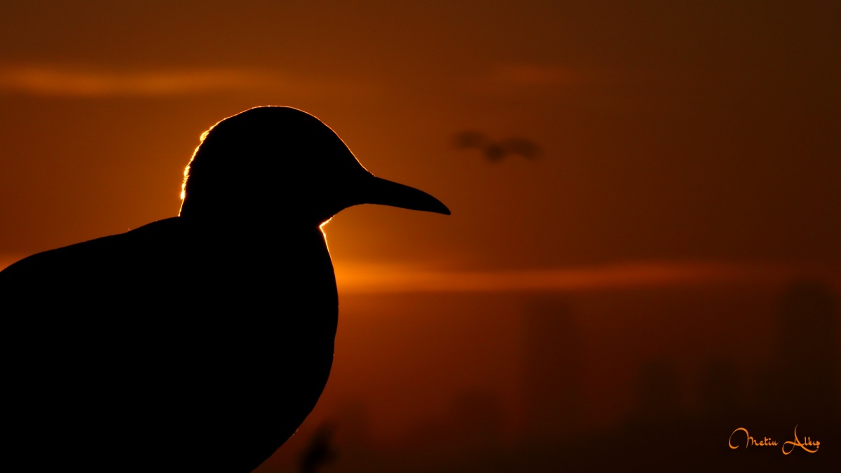 Black-headed Gull