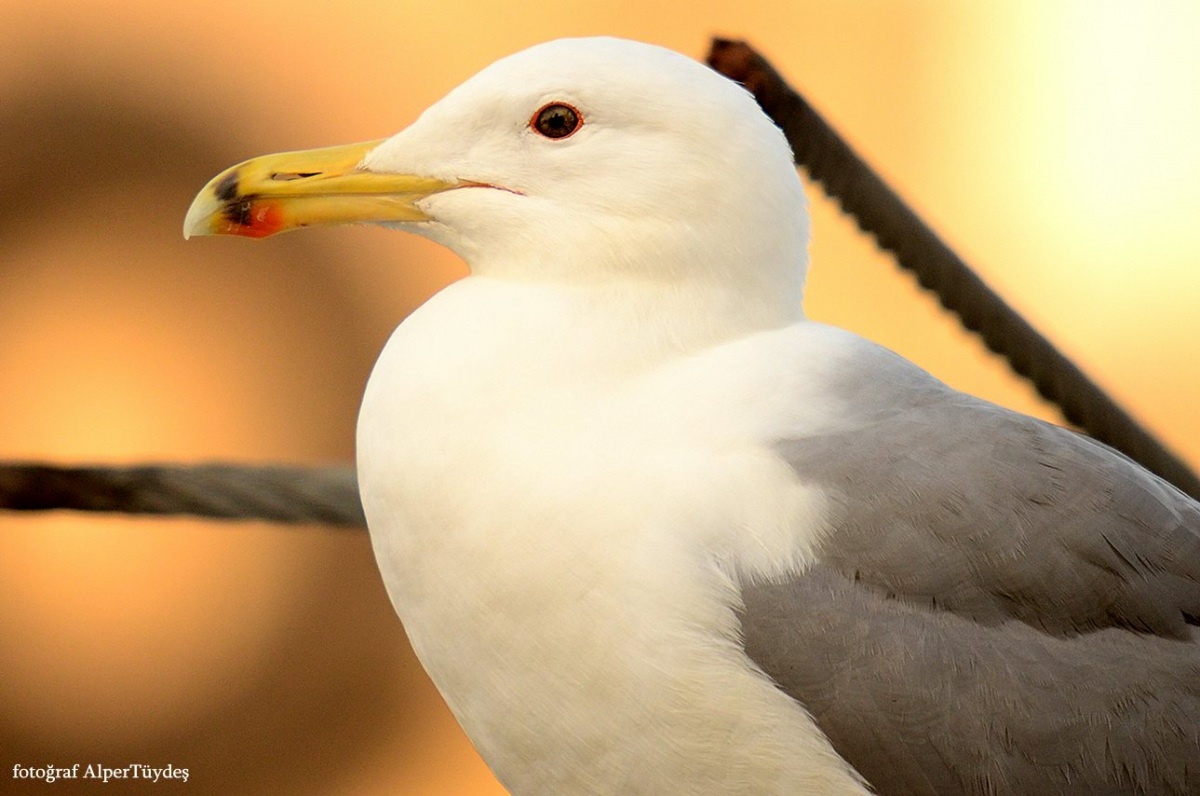 Caspian Gull