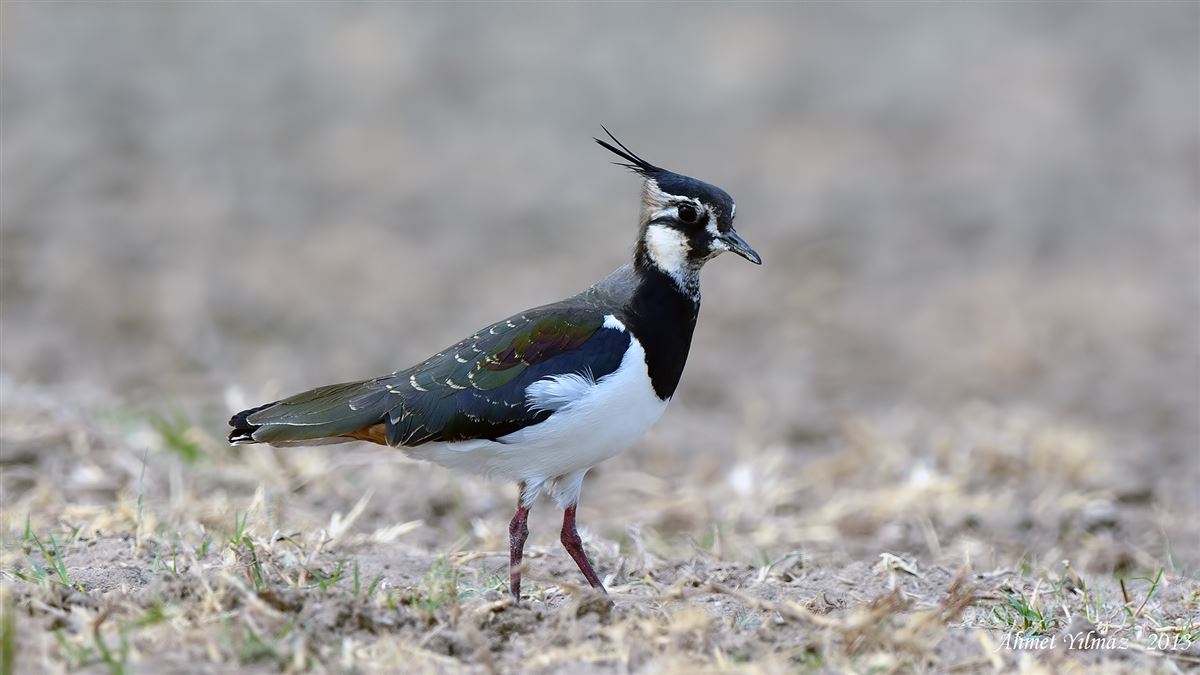 Northern Lapwing