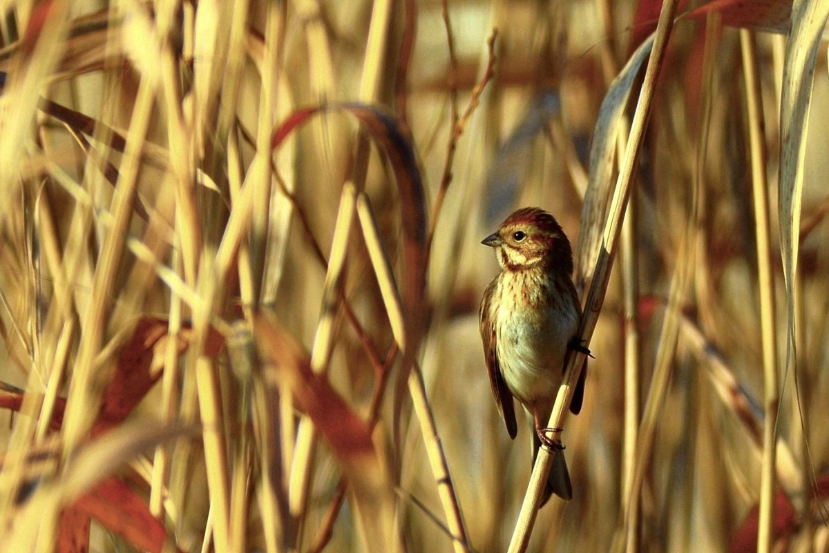 Common Reed Bunting