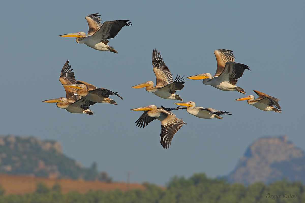 Great White Pelican